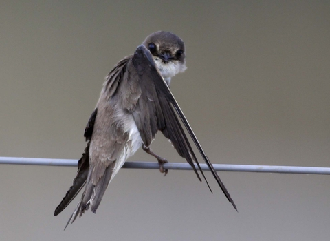 Sand martin perched on a wire