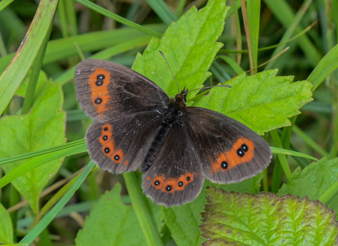 A Scotch argus butterfly resting on a leaf, its brown wings open showing the orange patches and black-bordered white spots